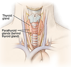 Outline of front of neck showing thyroid, parathyroids ghosted in, and surrounding blood vessels and nerves.