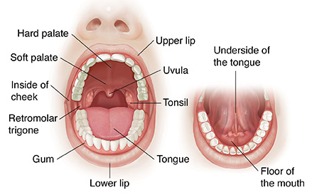Front view of open mouth showing normal anatomy.