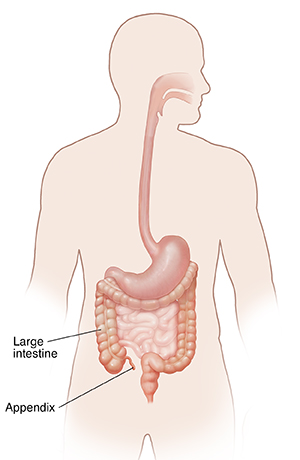 Outline of male body showing digestive system with appendix.