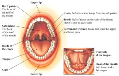 Illustration of the Oral Cavitiy