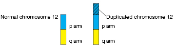Graphic showing normal chromosome with p arm and q arm, compared to chromosome with part of p arm dupicated.