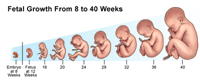 Illustration of Fetal Development from 8 to 40 Weeks