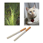 Cigarette, cat, and plants.