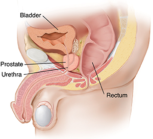 Side view cross section of male pelvic organs showing the prostate.