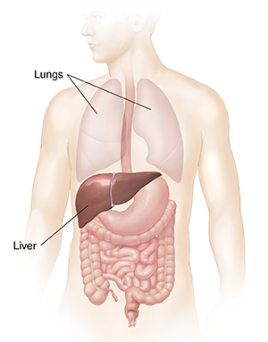 Front view of man showing GI tract, liver, and lungs.