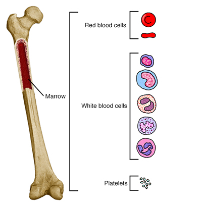 Femur with section cut out to show marrow. Callout shows blood cell types.