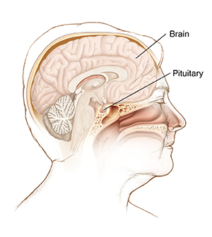 Side view of head and neck with cross section of brain showing pituitary gland.