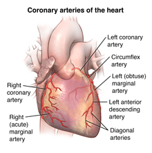 Front view of heart showing coronary arteries.